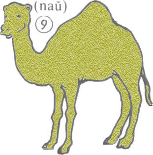 kamelo
